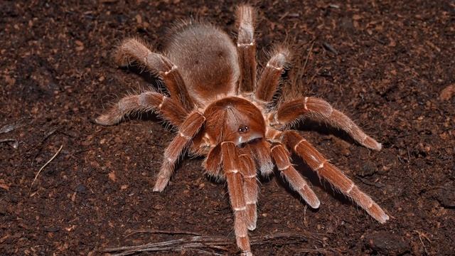 Literally nothing to see so pics at the end. Pelinobius muticus. смотреть онлайн