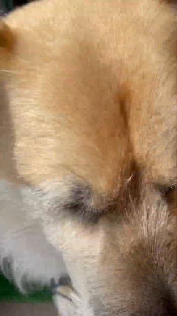 まめちゃんのマダニ予防薬 смотреть онлайн