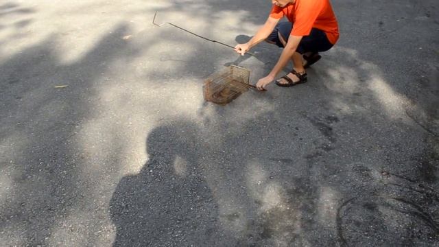 Deadly Monocled Cobra Let Go (Naja Kaouthia) - Thailand Cobra Snakes