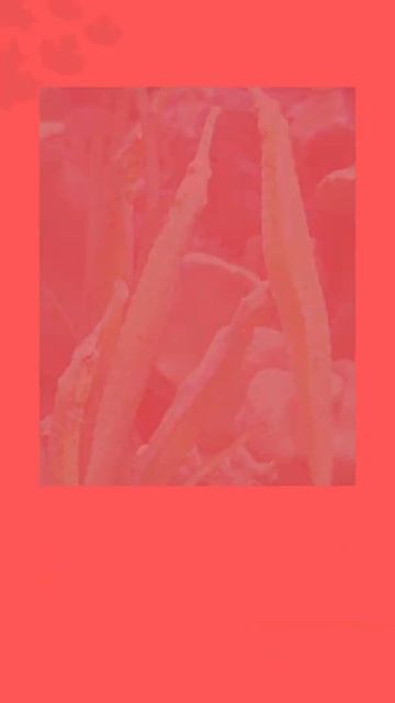 Hippocampus Denise Lifespan | The Smallest Seahorses Ever Discovered #shorts смотреть онлайн