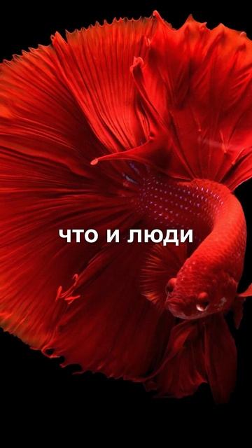 Что общего у человека и рыбы? #shorts смотреть онлайн