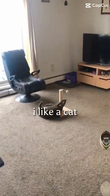 Who doesn’t love cats ? #purr #cats #bluecat #funny #cat #catpurr #cutepets #kitten #kitty #catcat смотреть онлайн