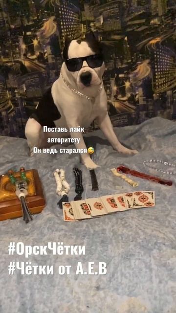 Мойпитомец#shorts#четки#fup#fyp#прикол#ржака#собака#питбуль#собакавочках#рек#chetki#нарды#шансон#1 смотреть онлайн