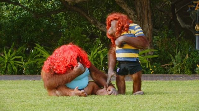Animalia - Orangutans Rambo and Freddie don wigs смотреть онлайн