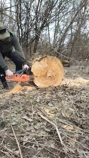 Отпиливаю блин от большого бревна | Sawing off a pancake from a large log смотреть онлайн