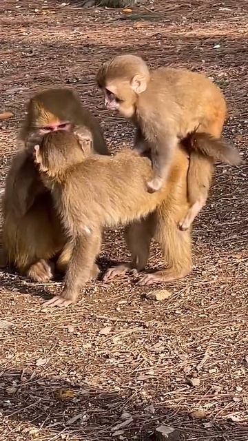 Monkey Life (3428) смотреть онлайн