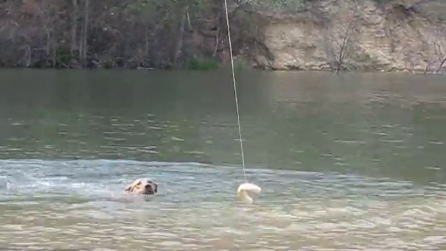 Стич, тренировка с удочкой в воде смотреть онлайн
