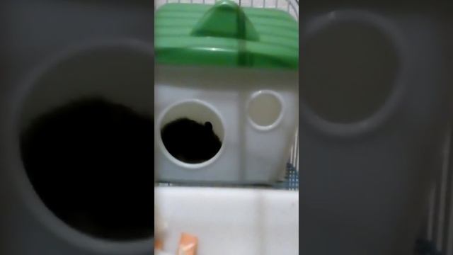 Мои хомячки смотреть онлайн
