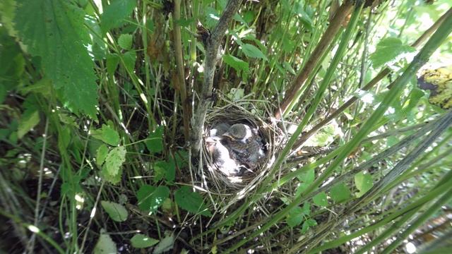 Жулан170619 14 0701 GP5 4k 2 нет подлетов смотреть онлайн