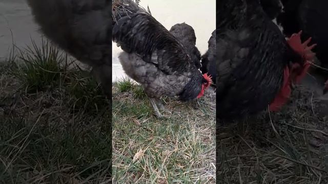 джерсийский гигант порода кур jersey giant chickens смотреть онлайн