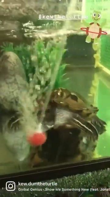 Trolling my pet turtle @kew.dumtheturtle смотреть онлайн