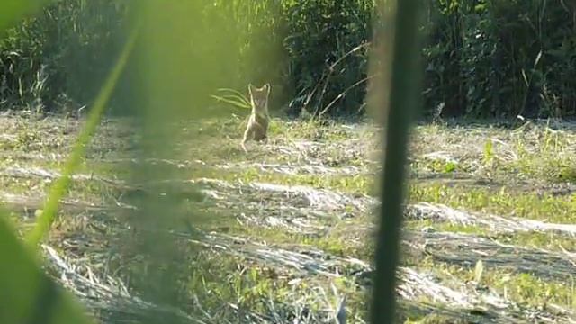 Примамване на лисица с звук на мишка смотреть онлайн