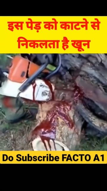 एक ऐसा पेड़ जिस को काटने से निकलने लगता है खून || FACTO A1 || #shorts || #short || смотреть онлайн