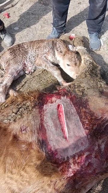 кесарево сечение коров смотреть онлайн