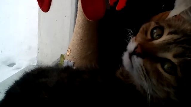 Котэ офигел смотреть онлайн