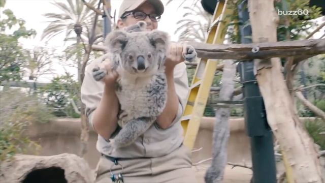 Cuteness Overload: Baby Koala Emerges From Mother's Pouch смотреть онлайн