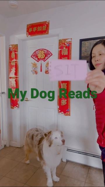 Smart Australian Shepherd Reads English 🐕🦺👍💯 смотреть онлайн