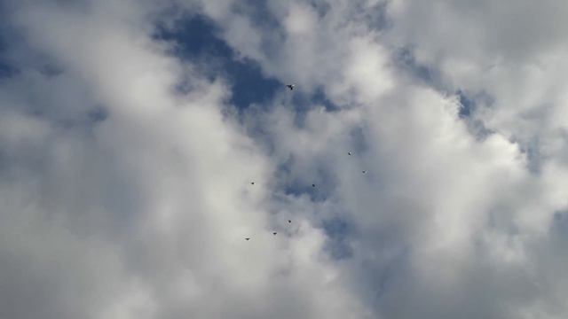 Николаевские голуби. Крым. Начало тренировок по западному ветру 2019 смотреть онлайн