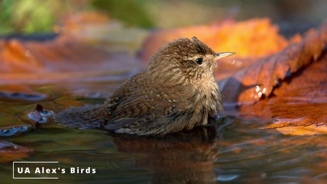 Wren ВОЛОВЕ ОЧКО 2min x 10 pictures slide show N9 смотреть онлайн