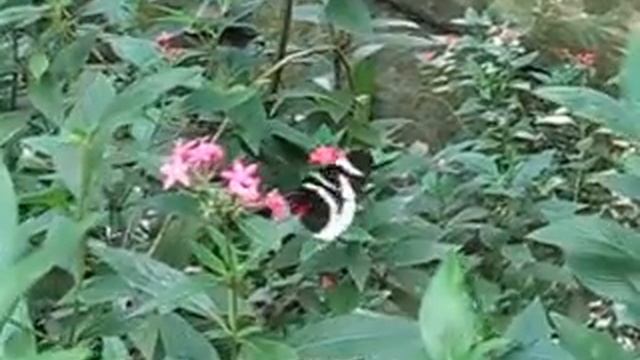 Mariposa Heliconius cydna cydnides смотреть онлайн