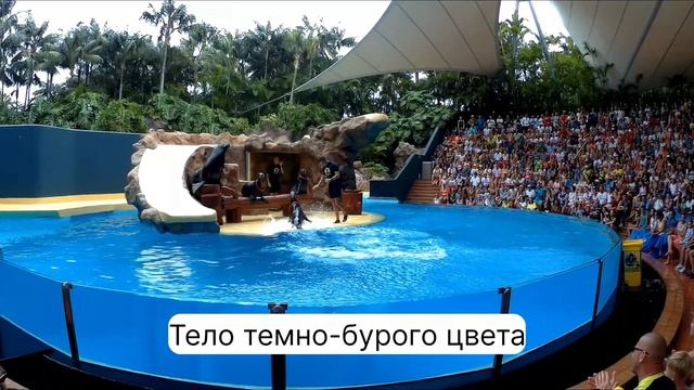 Шоу с Котиками#релакс #отдых#ольгамакsola#представление#испания#билеты#парк#путешествие#развлечения смотреть онлайн