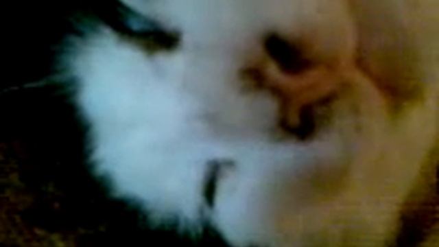 мой кот кузька отдыхает смотреть онлайн