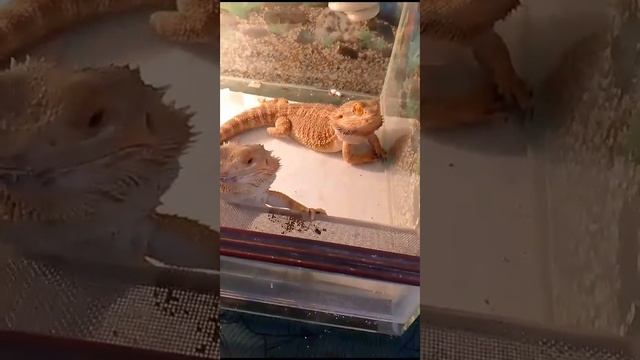 #драконы#рептилии#ящерицы#кормление#содержание рептилий смотреть онлайн