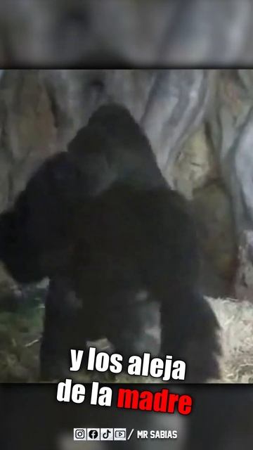 Gorila Adulto Secuestra a sus Crías de la Madre #animales смотреть онлайн
