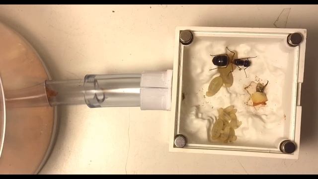 Daily Timelapse CAMPONOTUS CONSOBRINUS | Short Timelapse Presented By Ant Co смотреть онлайн