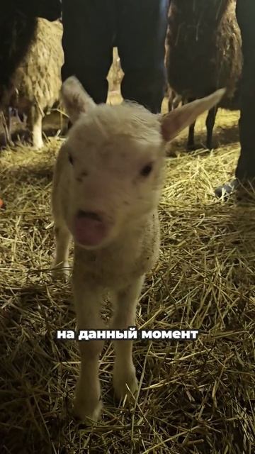 Дневная доза овечек #финляндия #животные #овцы #ферма #выходные #отдых смотреть онлайн