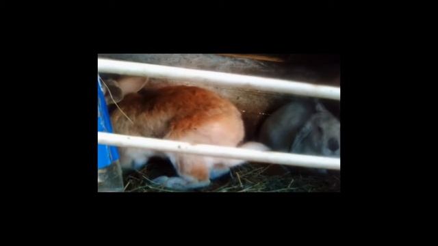 кролики ..случка- это что!! то канечно смотреть онлайн