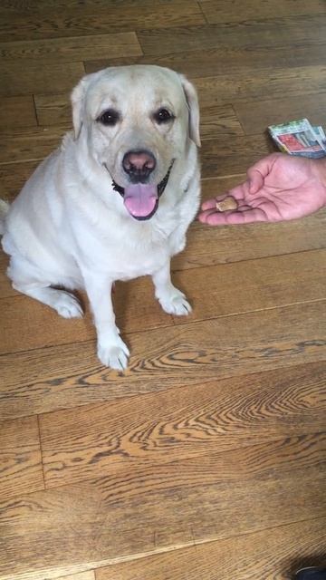 Adorable Dog Understands English! смотреть онлайн