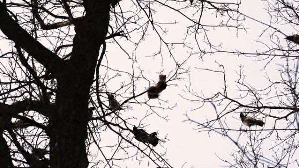 Лесной дьявол в Кунеевском лесу Тольятти