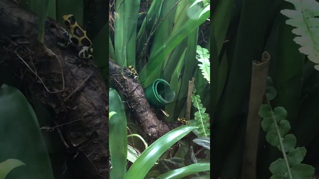 Ranitomeya imitator chazuta calling смотреть онлайн