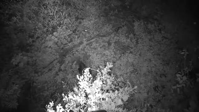 Djuma: Lone White-tailed Mongoose under the cam - 03:16 - 01/11/22 смотреть онлайн