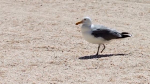 Чайка и краб