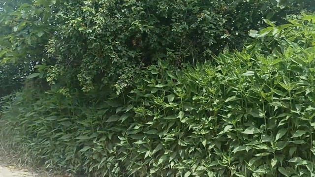 Поход на Дачу. смотреть онлайн