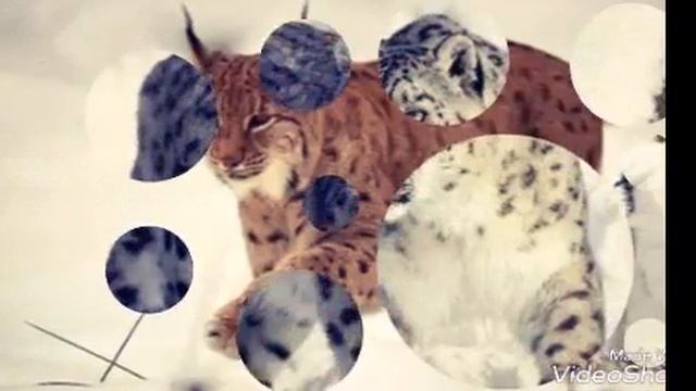 Большие кисы. смотреть онлайн