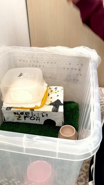 Эублефары на продажу. Лобня, Долгопрудный или Москва смотреть онлайн