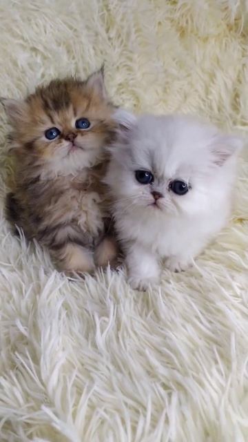 Персидские котята из питомника Grand Amor. смотреть онлайн