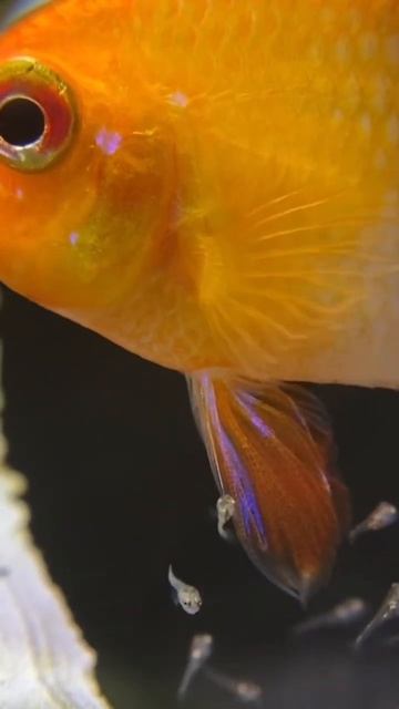 Dwarf cichlid ram with fry смотреть онлайн