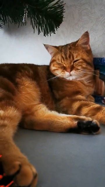 Лучшее место для кота. Британская шиншилла. Мраморный британский кот смотреть онлайн