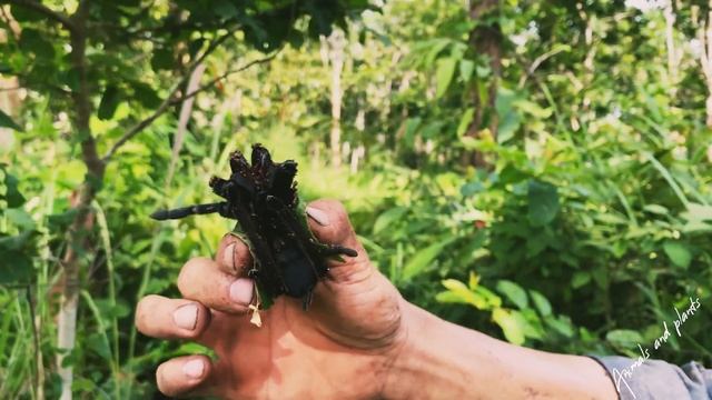 Ep15.Haplopelma minax смотреть онлайн