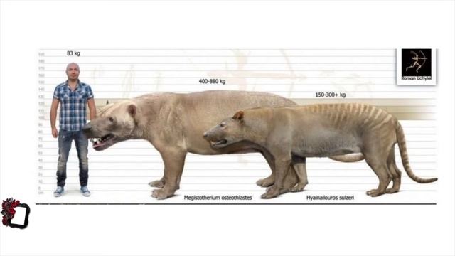Megistotherium osteothlastes and Hyainailouros sulzeri size comparison. смотреть онлайн