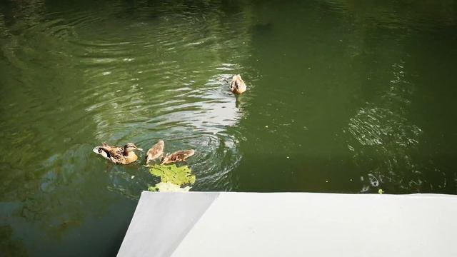 что они там нашли? / what have they found there, exactly? смотреть онлайн