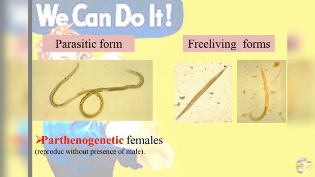 Strongyloides stercoralis dr noha madbouly смотреть онлайн