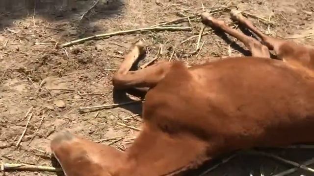 FOSSA EM BAIAS- REDUÇÃO NO ACÚMULO DE URINA смотреть онлайн