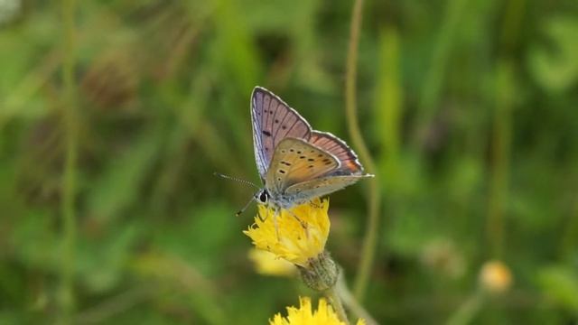 Ohniváček modrolesklý - Lycaena alciphron смотреть онлайн