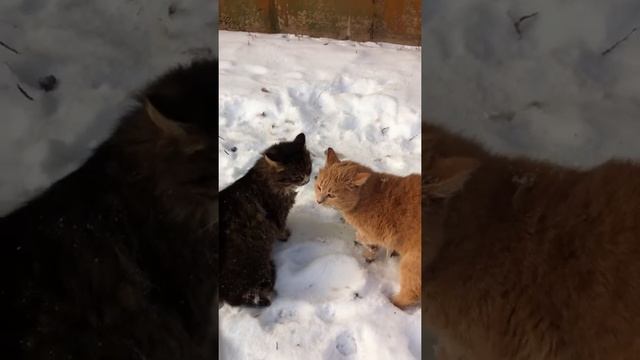 злые коты во дворе смотреть онлайн