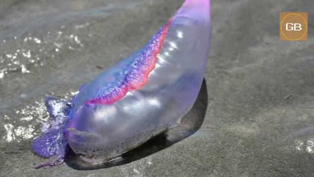 Portuguese man-of-war spotted in India at Mumbai and Goa. смотреть онлайн